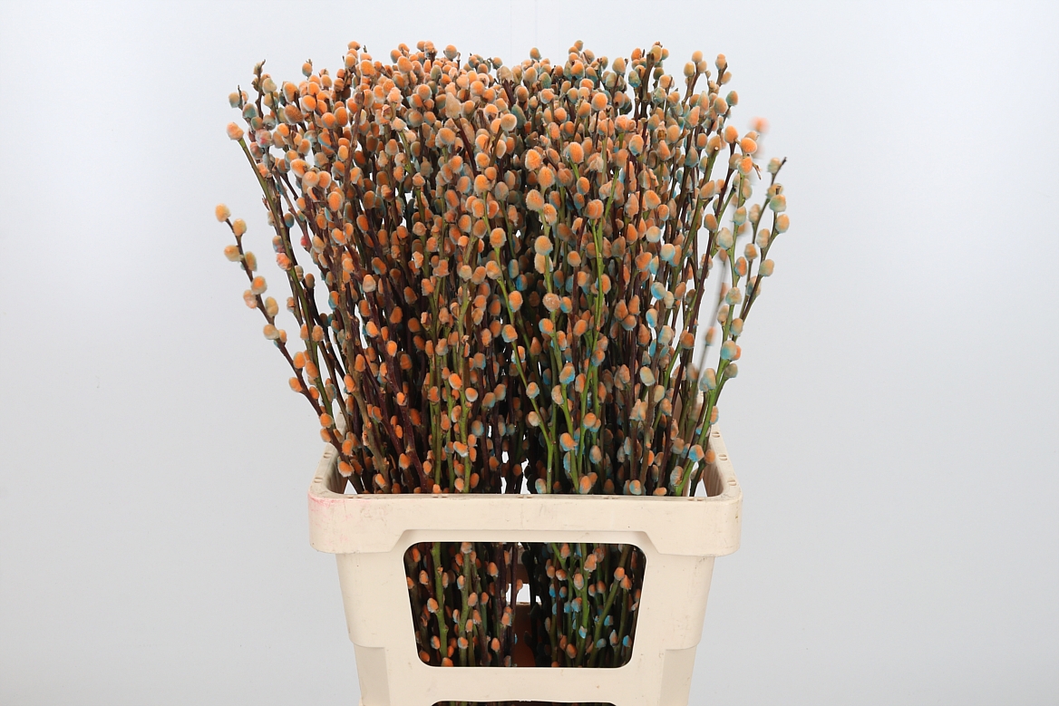 Salix Snow Flake Painted Blue Bay 70cm