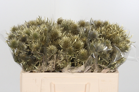 Eryngium Anita Gold
