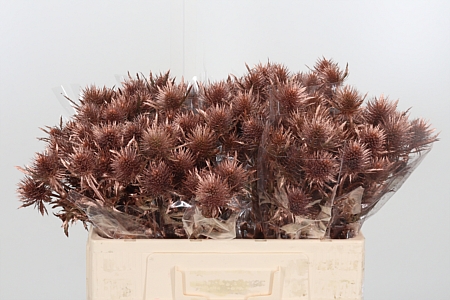 Eryngium Anita Bronze