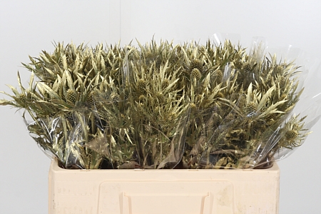 Eryngium Planum Gold