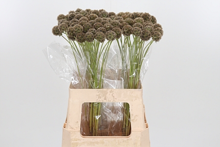 Scabiosa Stellat Zd