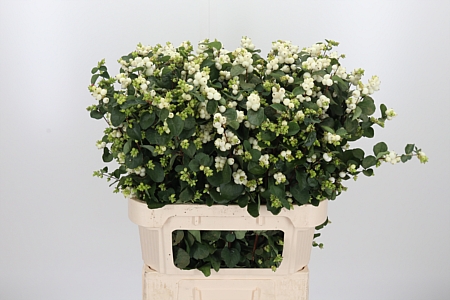 Sympho Mag Whi Dream