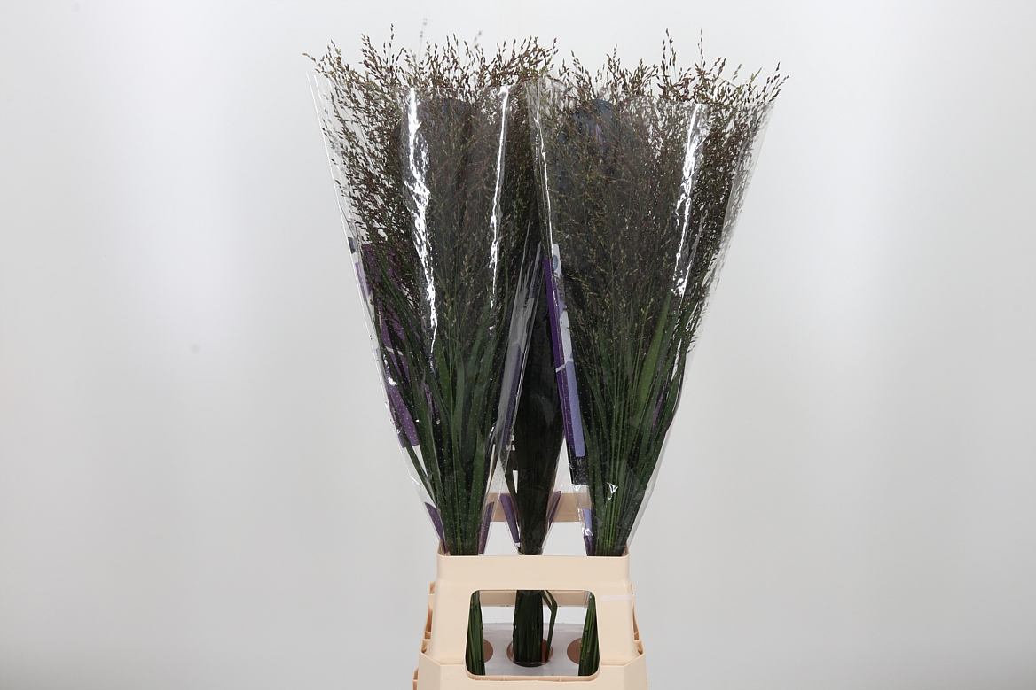 Panicum Warrior 90cm