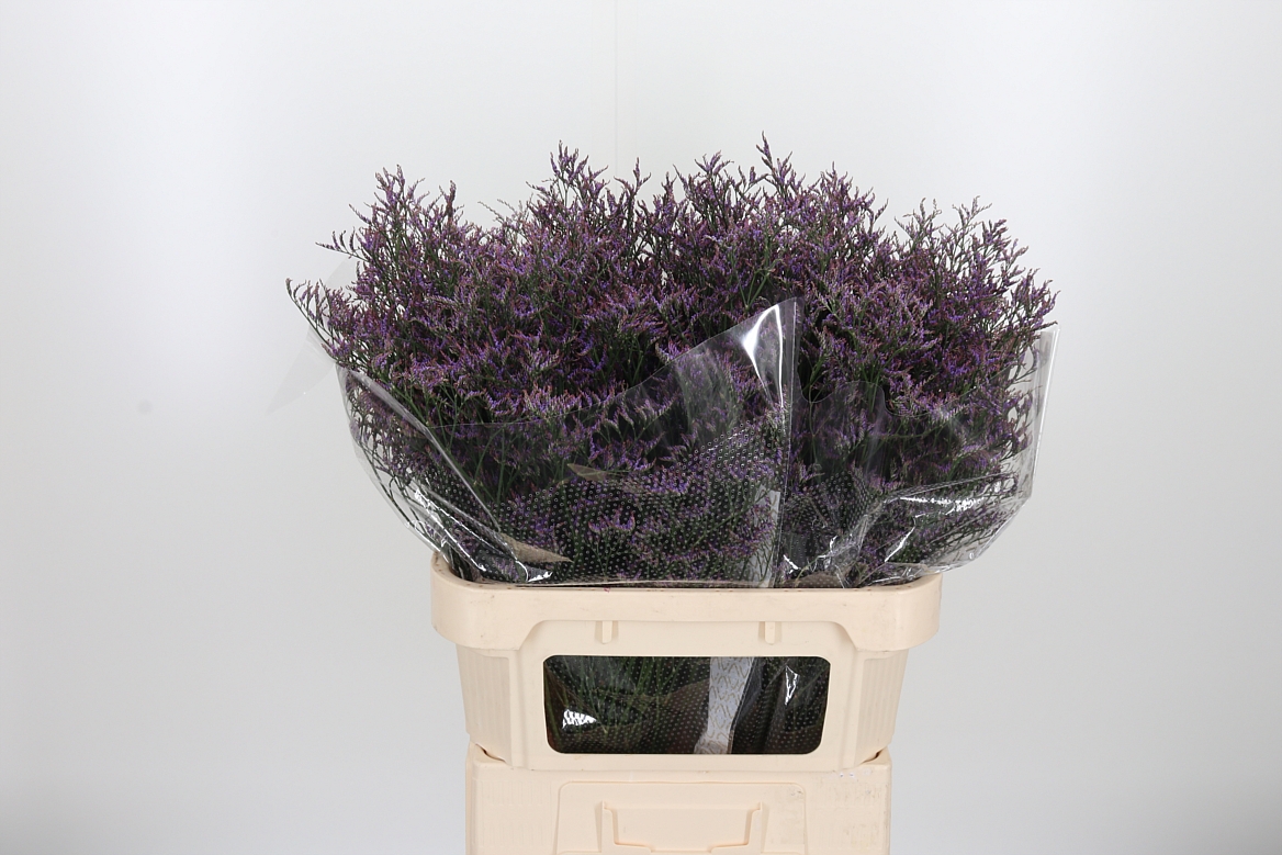 Limonium Safora Dark Blue 80cm 40gr.