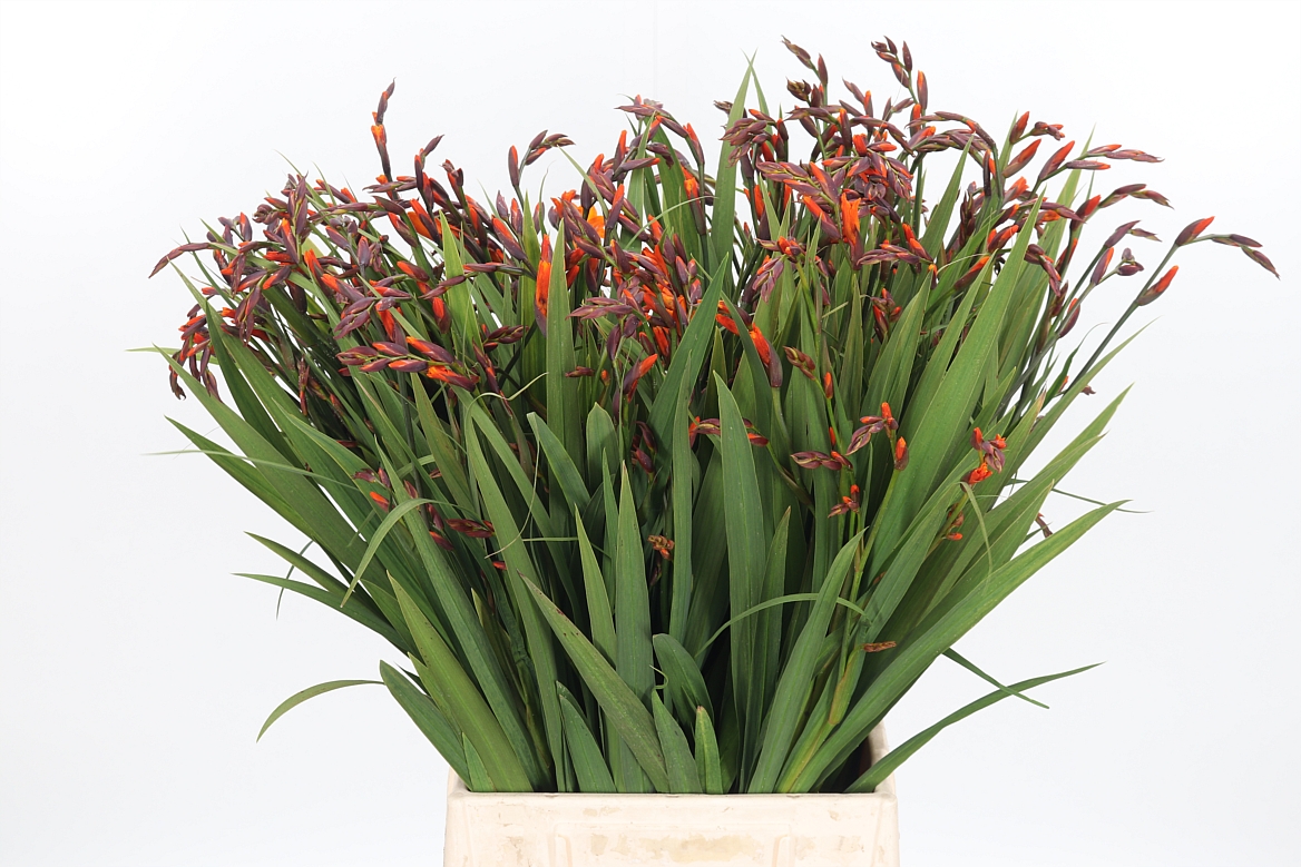 Crocosmia Emily Mckenzie 60cm