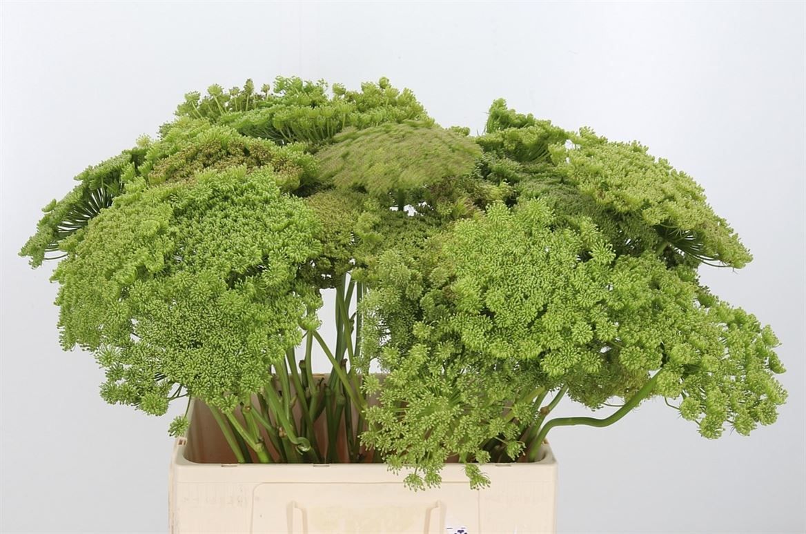 Ammi Visnaga Green Mist 50cm