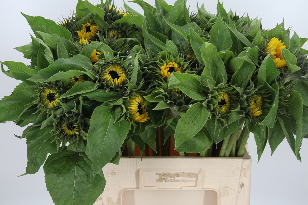 Helianthus Sunrich Orange 60cm 10cm Hd