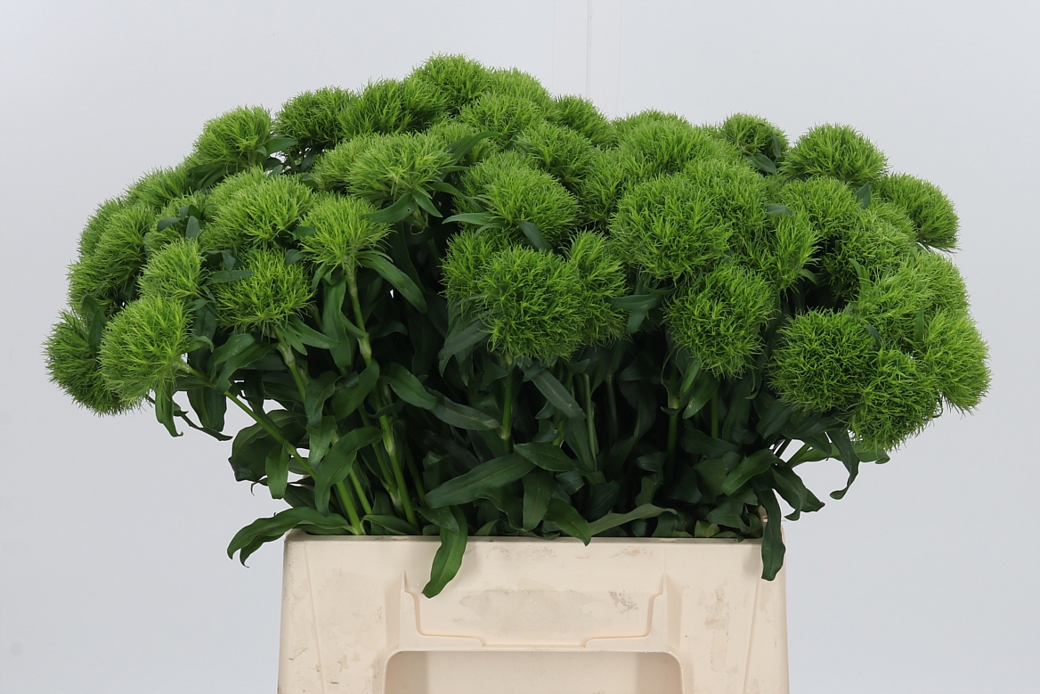 Dianthus Barb Kiwi Mellow 40cm