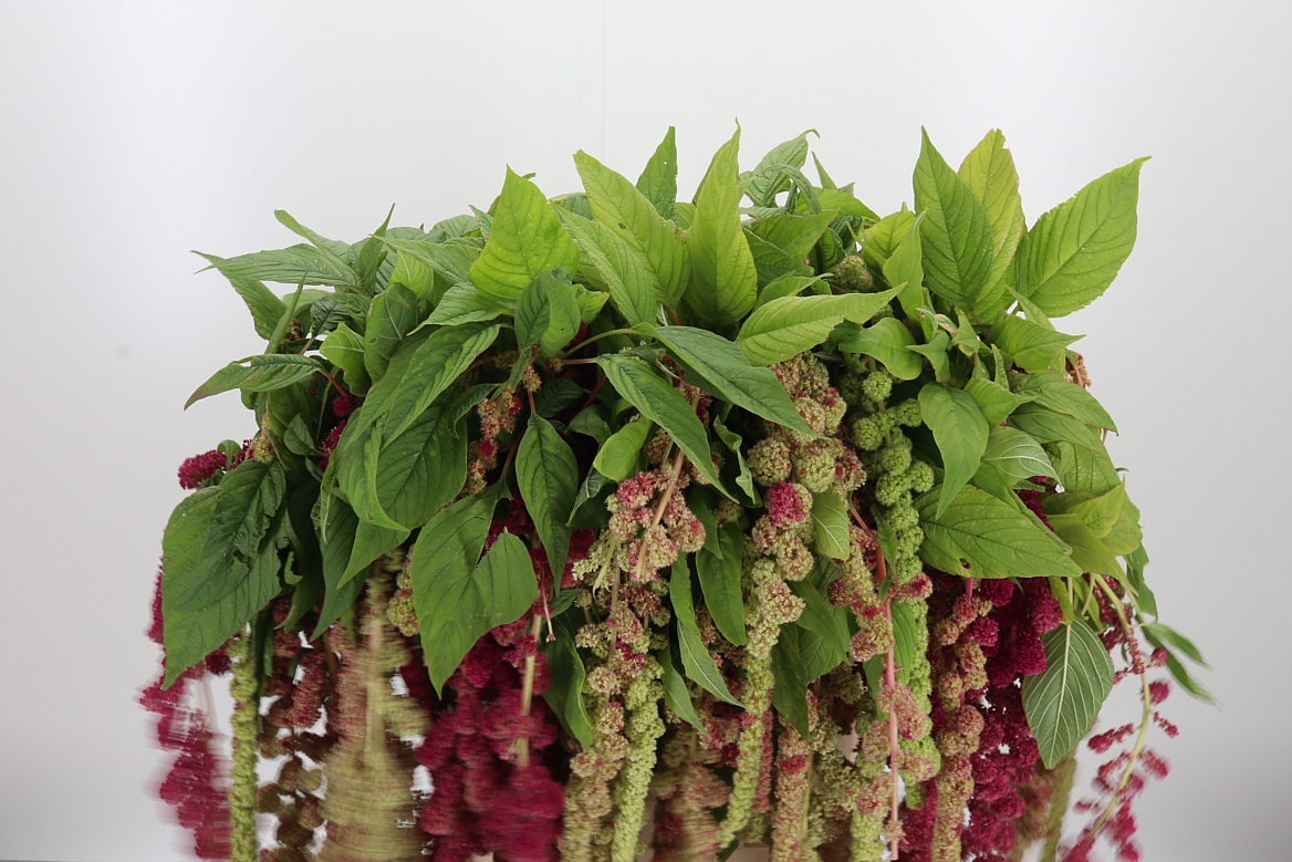 Amaranthus Caudatus Mira 80cm