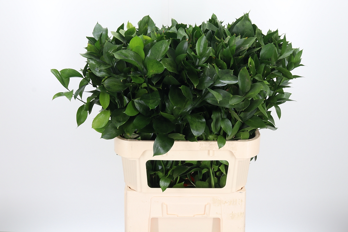 Ruscus Hypophyllum 80cm