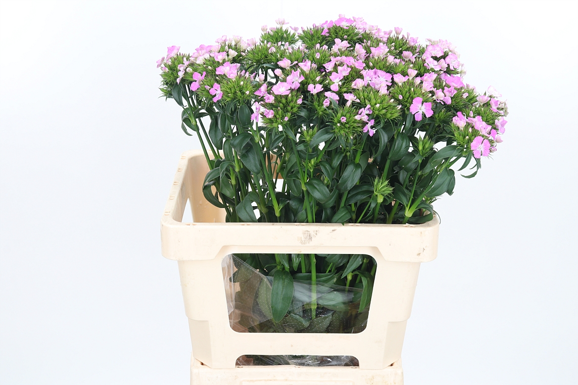 Dianthus Barb Rose Magic 60cm