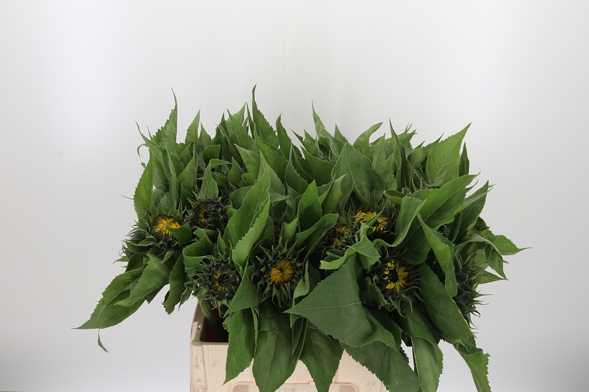 Helianthus Sunrich Orange 65cm 12cm Hd