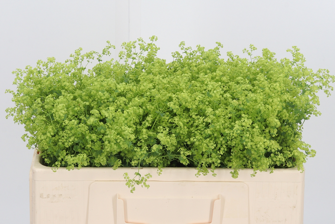 Alchemilla Mollis Robustica 50cm
