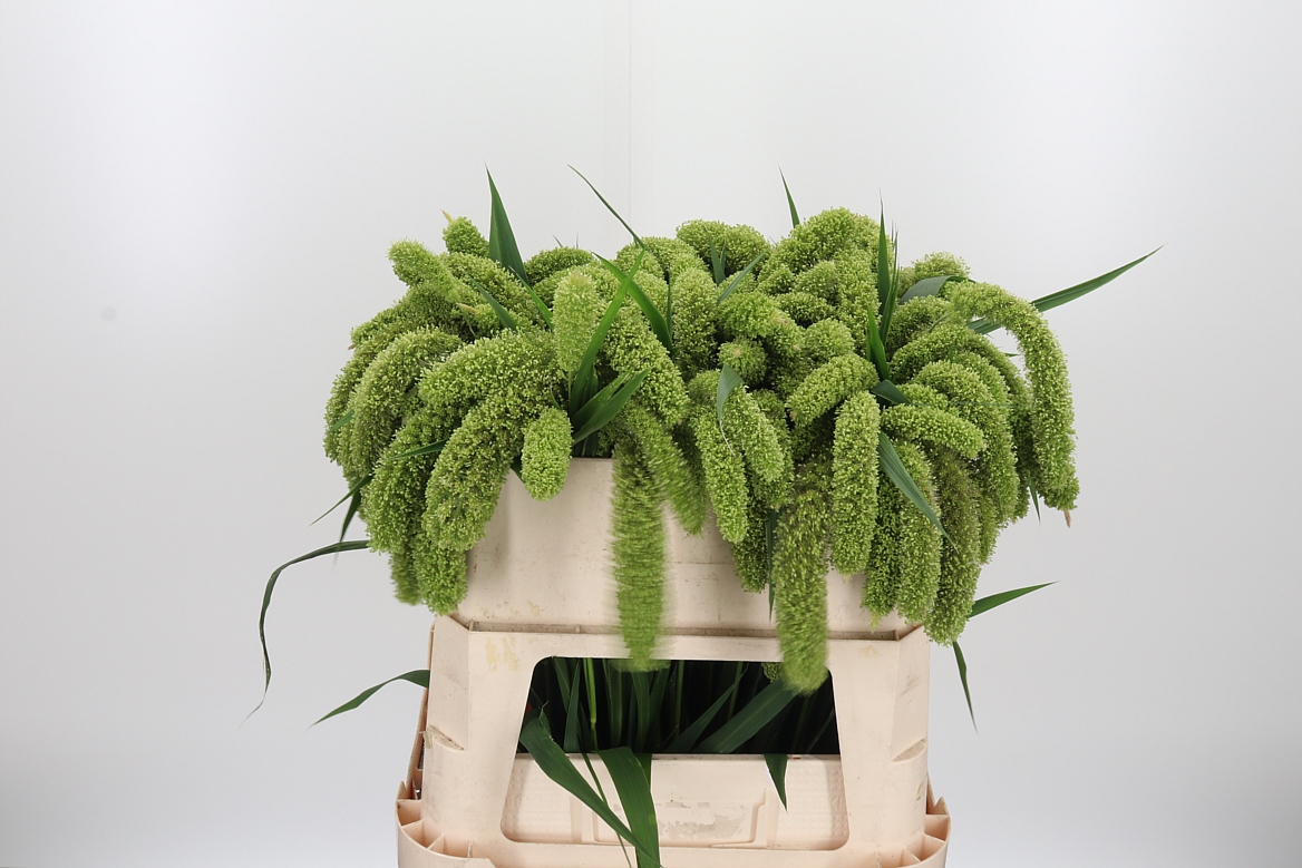 Setaria Italica Volle Melk 80cm