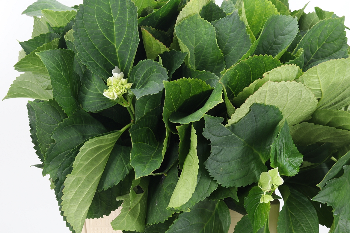 Hydrangea Leaf 60cm