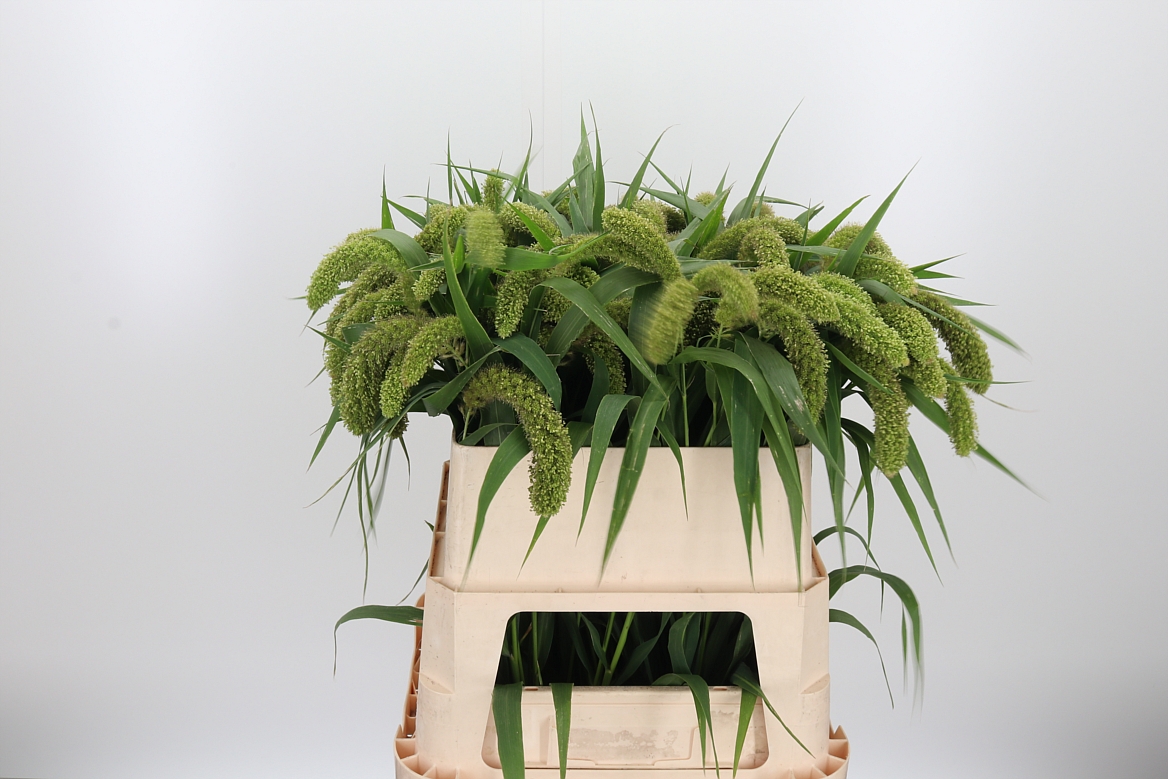 Setaria Italica Volle Melk 80cm