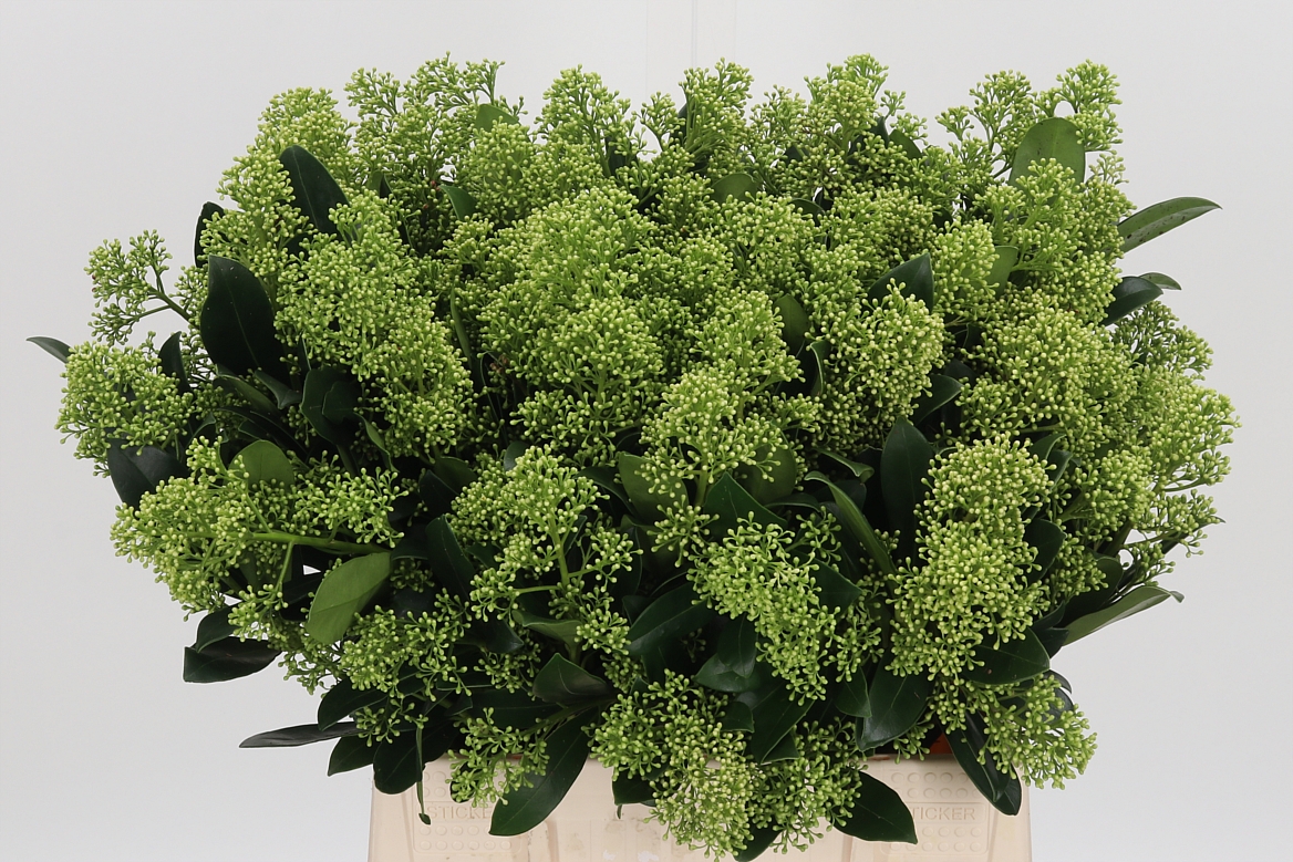Skimmia Japonica Yuki Per Bunch 45cm