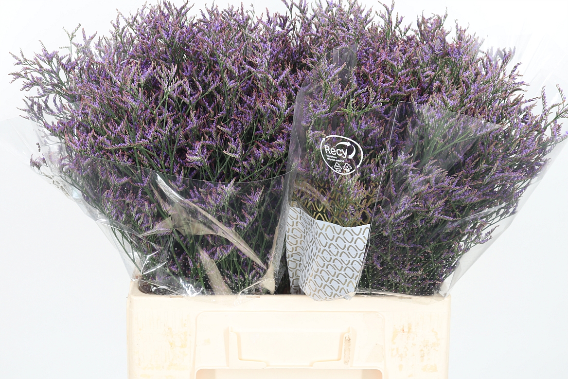 Limonium Safora Dark Blue 60cm 20gr.