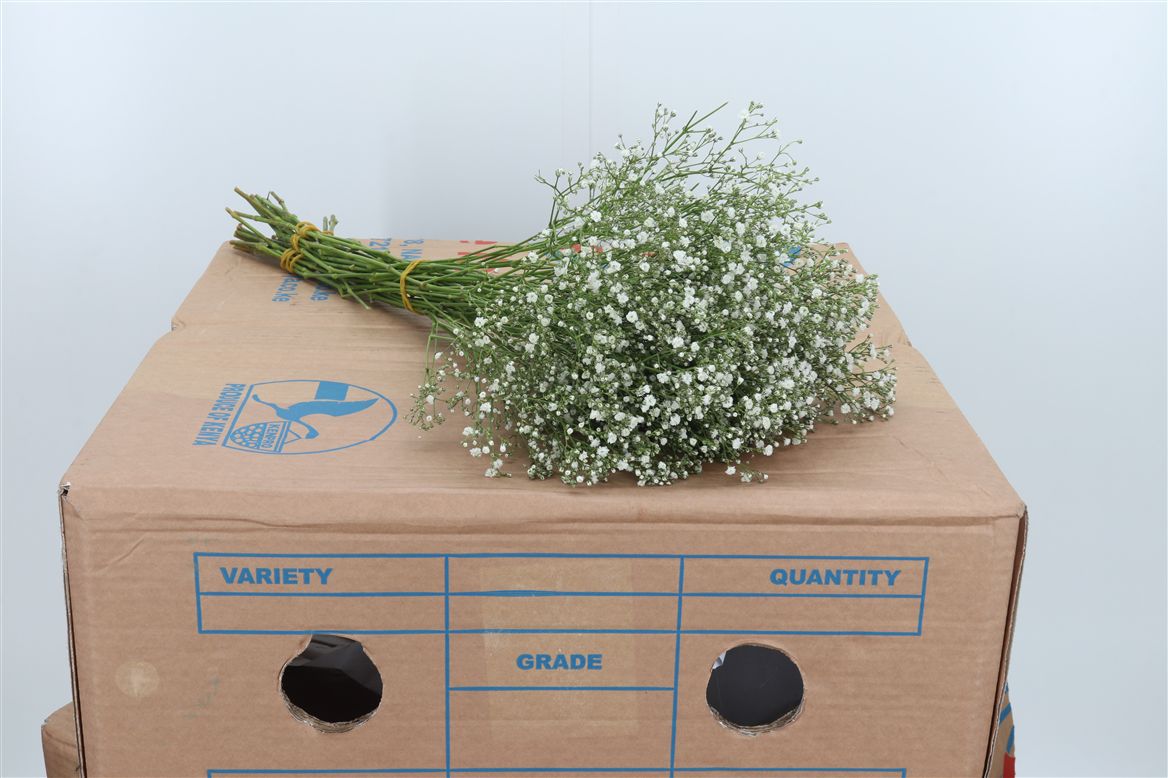 Gypsophila Zinzi Aboa 50cm 5gr.