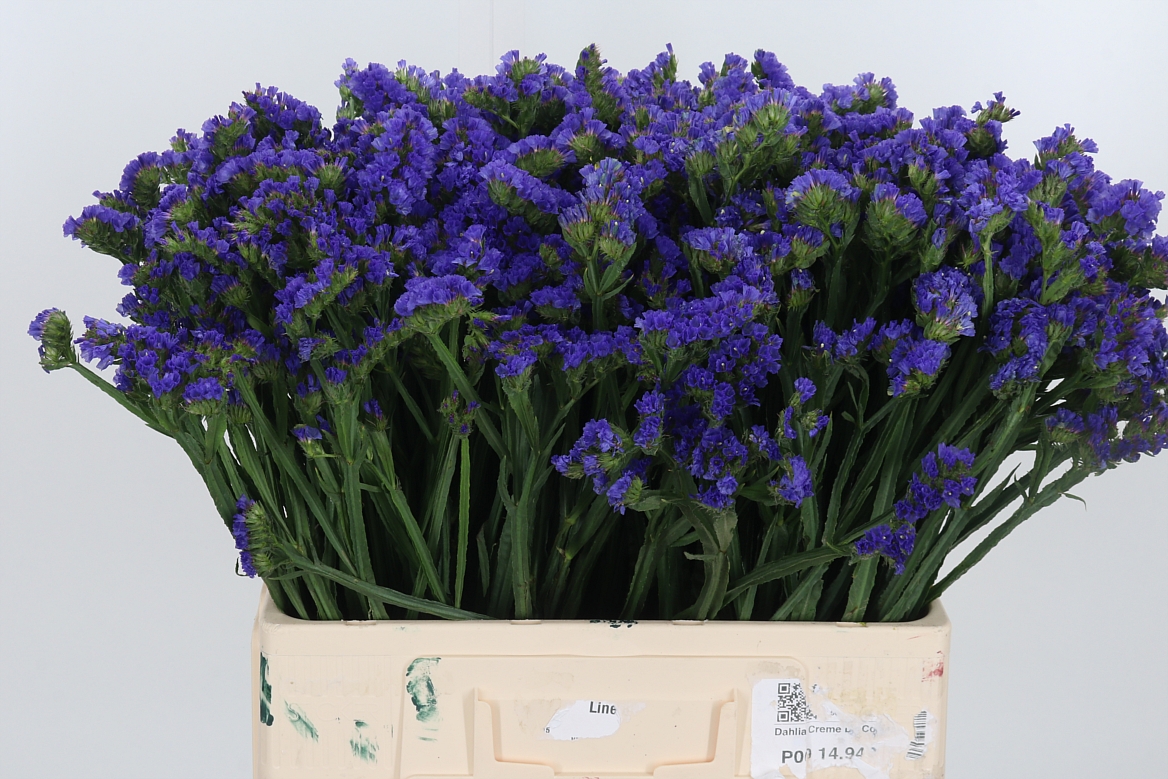 Limonium Sinuatum Sunday Light Blue 60cm