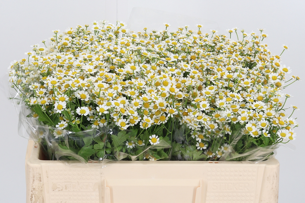 Tanacetum Single Vegmo 50cm