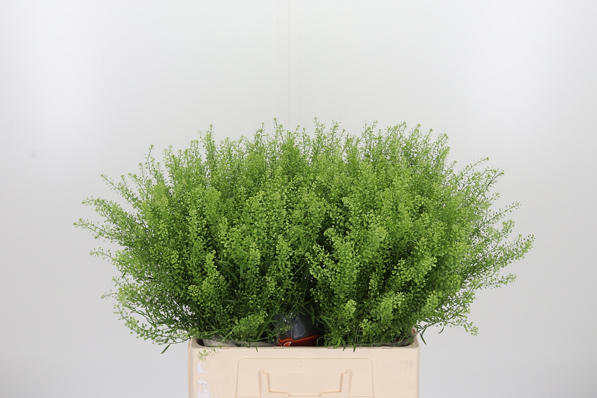 Lepidium Ruderale Green Bell 65cm 10gr.