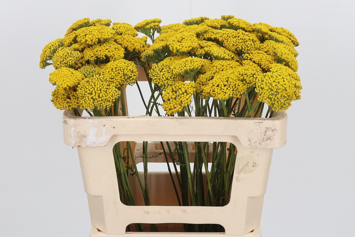 Achillea Filipendulina Parker's Variety 50cm