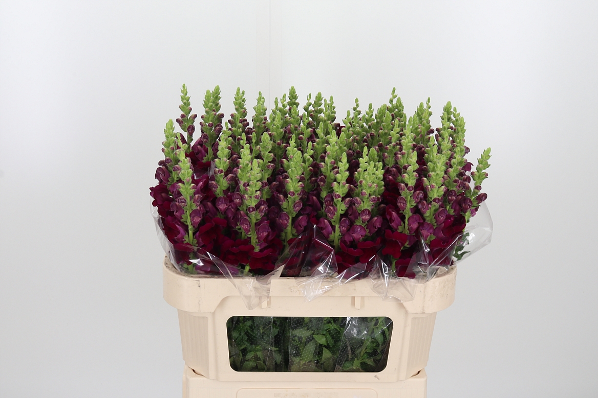 Antirrhinum Potomac Crimson 75cm