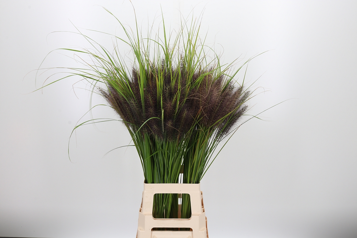 Pennisetum Black Magic 85cm