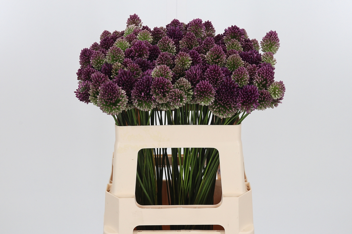 Allium Sphaerocephal 55cm