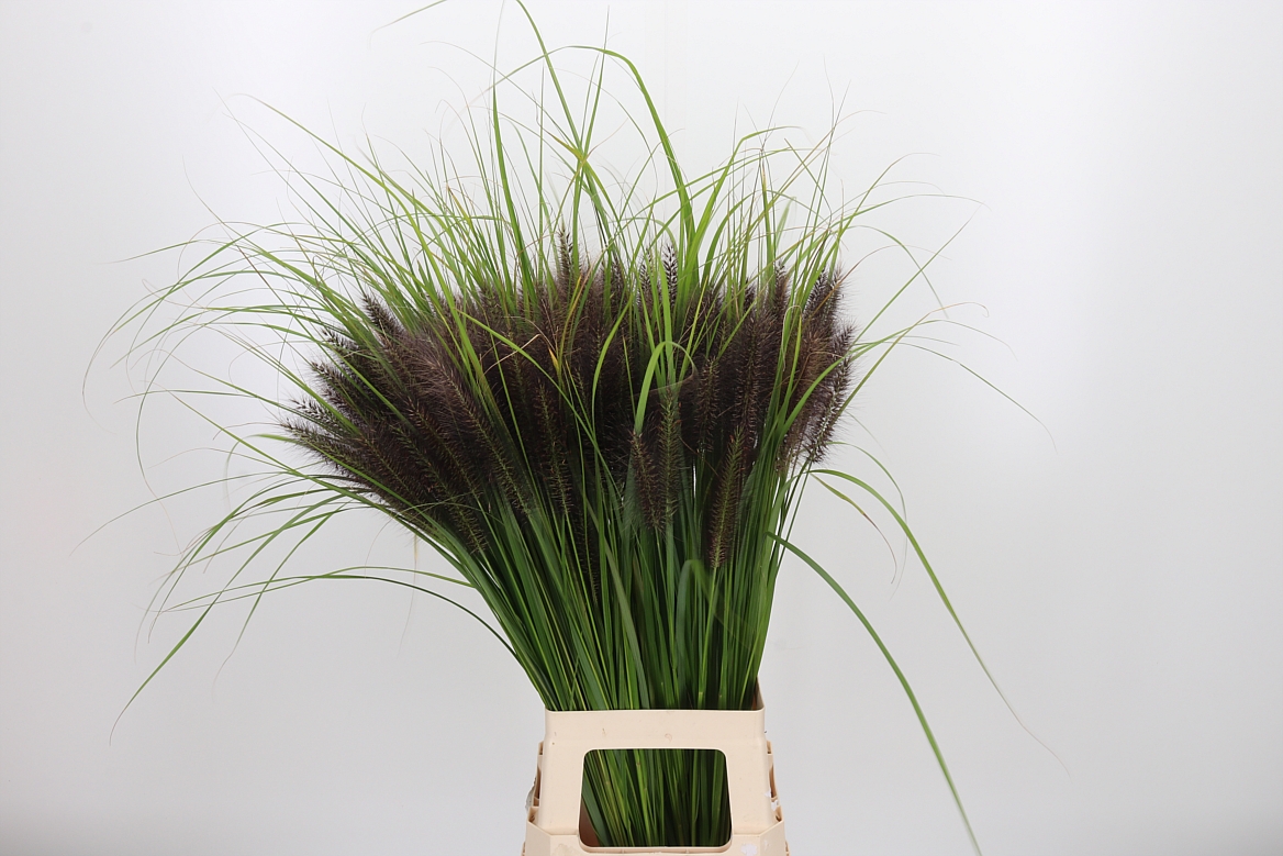 Pennisetum Black Magic 85cm