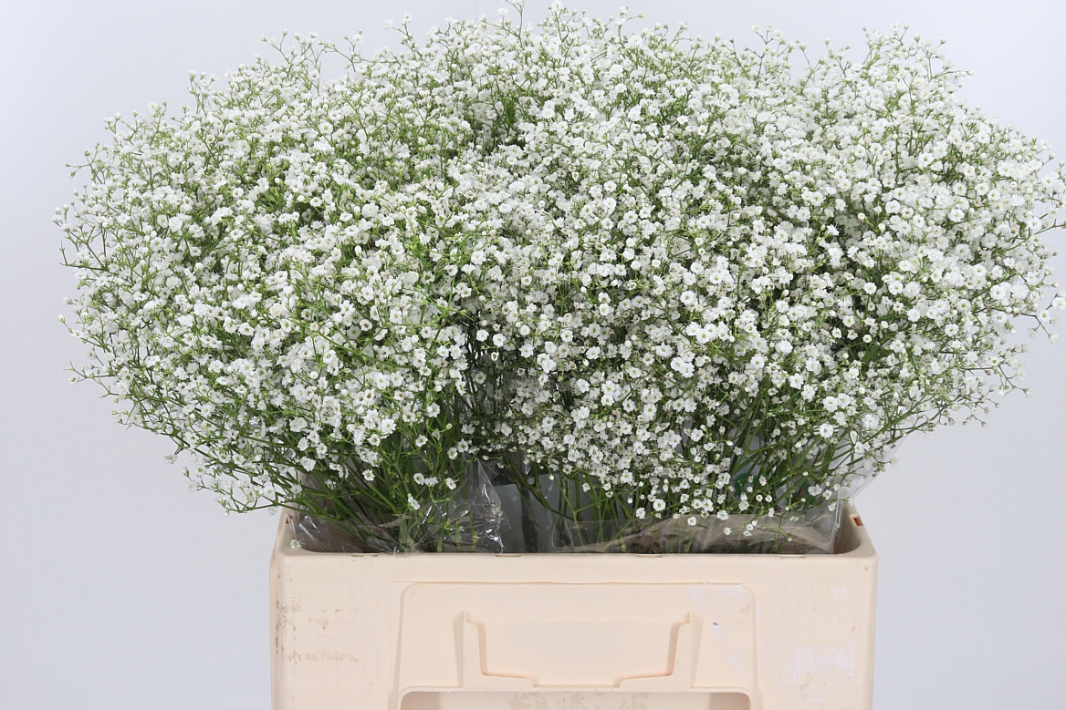 Gypsophila Paniculata Zinzi Discovery 60cm 10gr.
