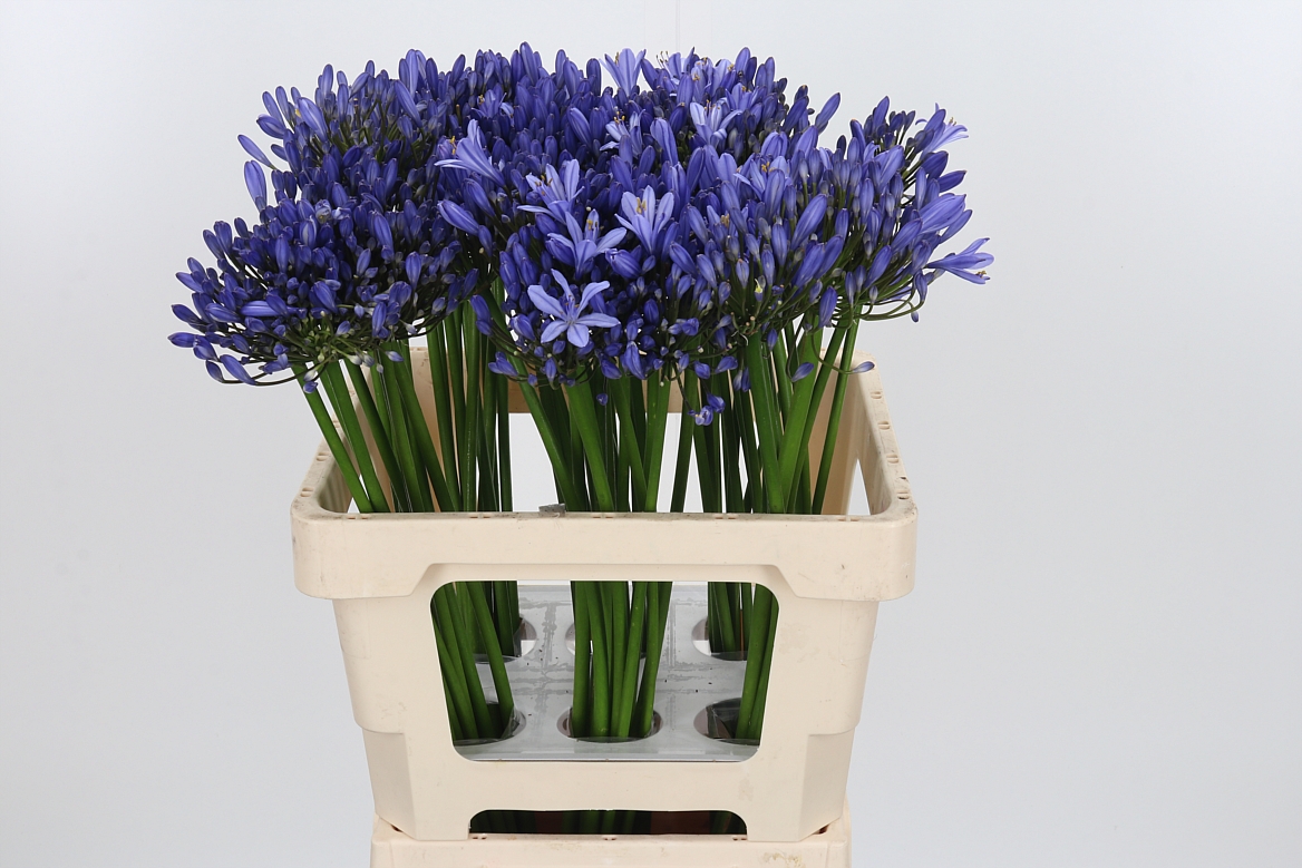 Agapanthus Uri 60cm