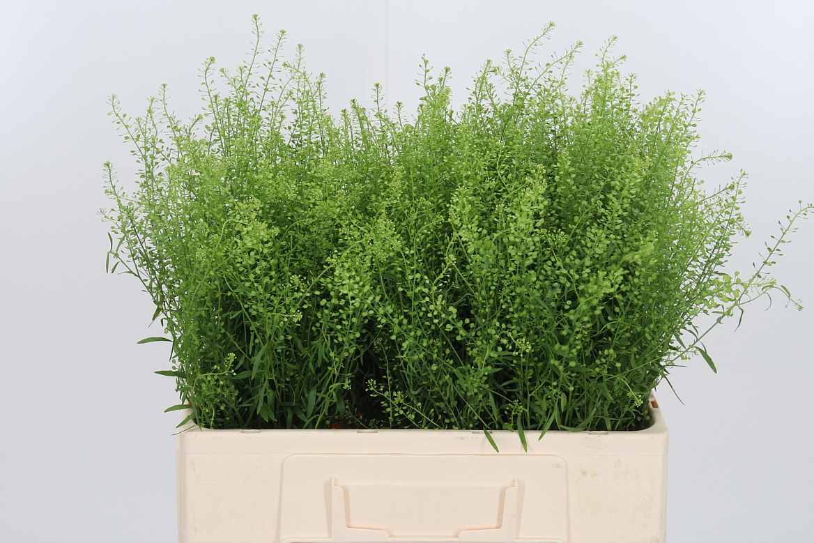 Lepidium Ruderale Green Bell 55cm 5gr.