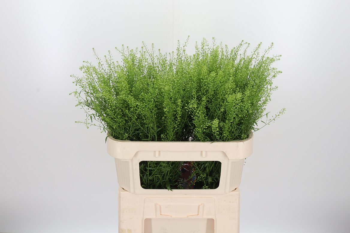 Lepidium Ruderale Green Bell 75cm 20gr.