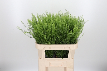 Lepidium Green Bell