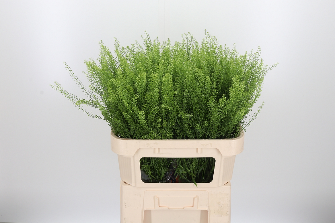 Lepidium Ruderale Green Bell 80cm 20gr.