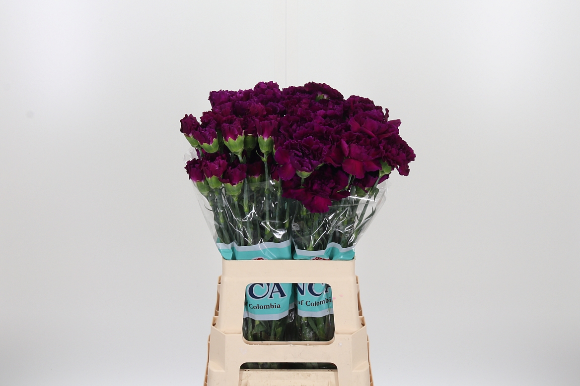 Dianthus Single Zafiro 65cm