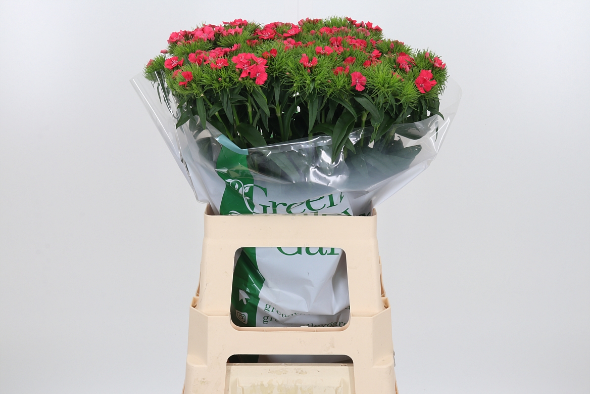 Dianthus Barb Sweet Will Coral 60cm