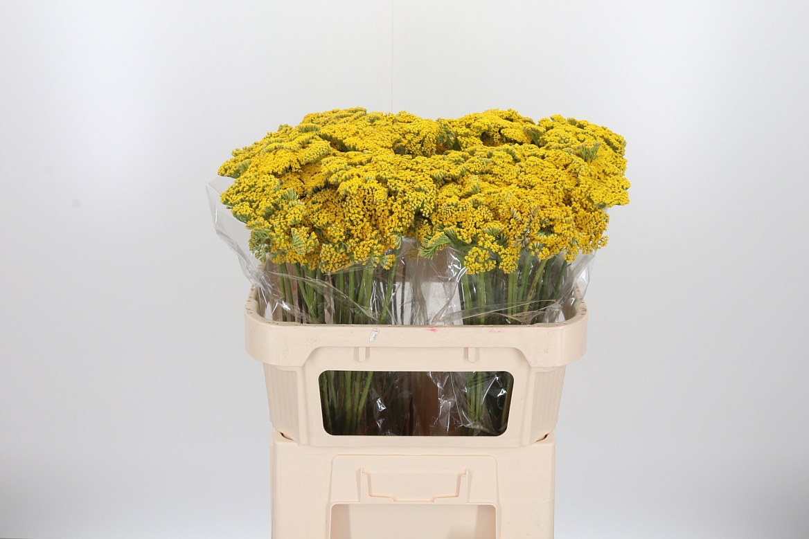 Achillea Filipendulina Parker's Variety 70cm