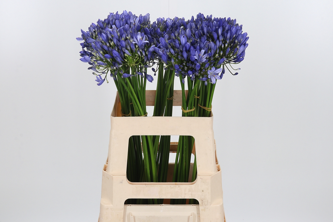 Agapanthus Intermedius 60cm