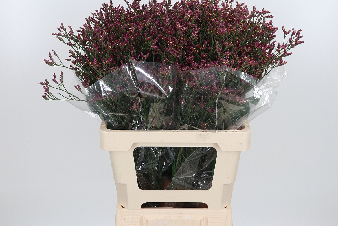 Limonium Sinense Scarlet Diamond 60cm 20gr.