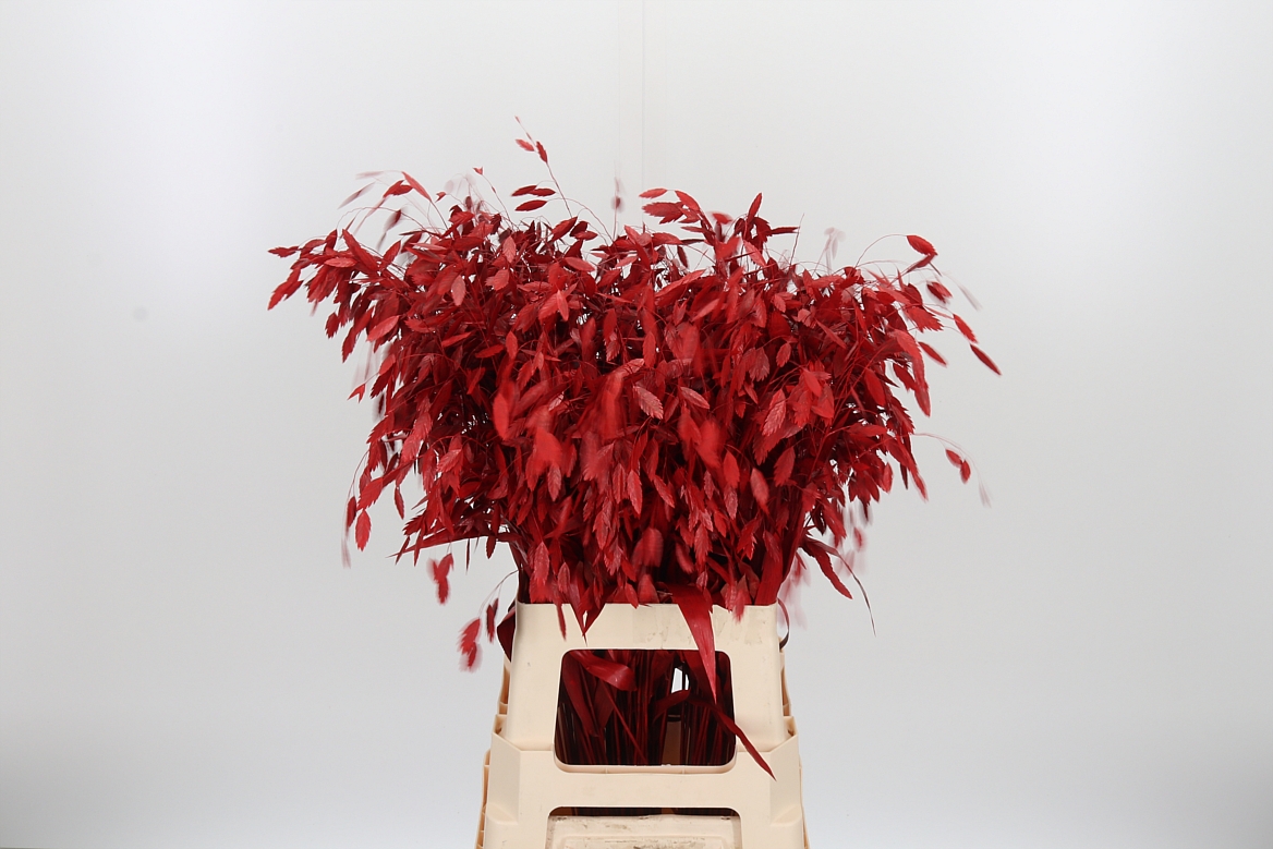 Chasmantium Painted Red 70cm