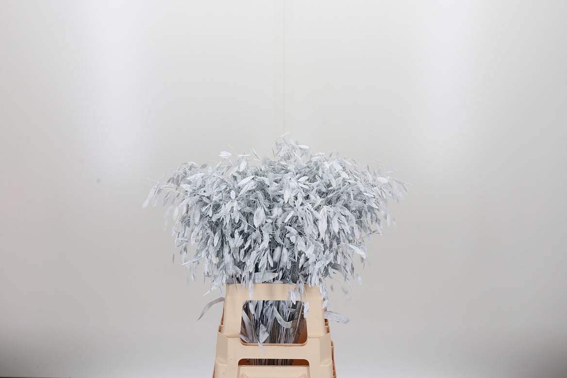 Chasmantium Painted White 70cm