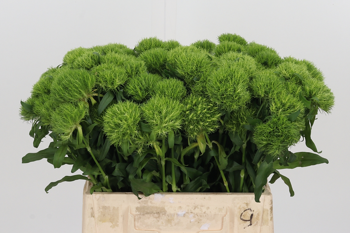 Dianthus Barb Kiwi Mellow 40cm