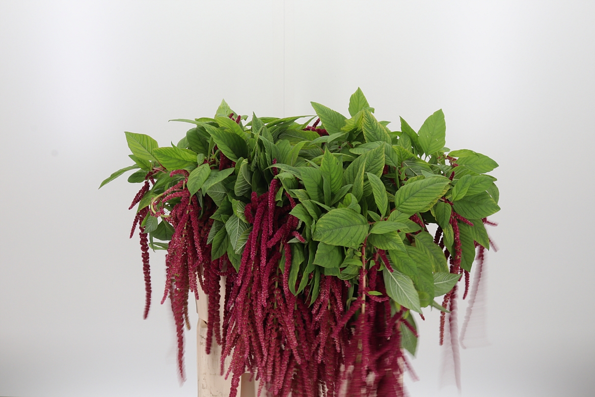 Amaranthus Caudatus Red Cord 70cm