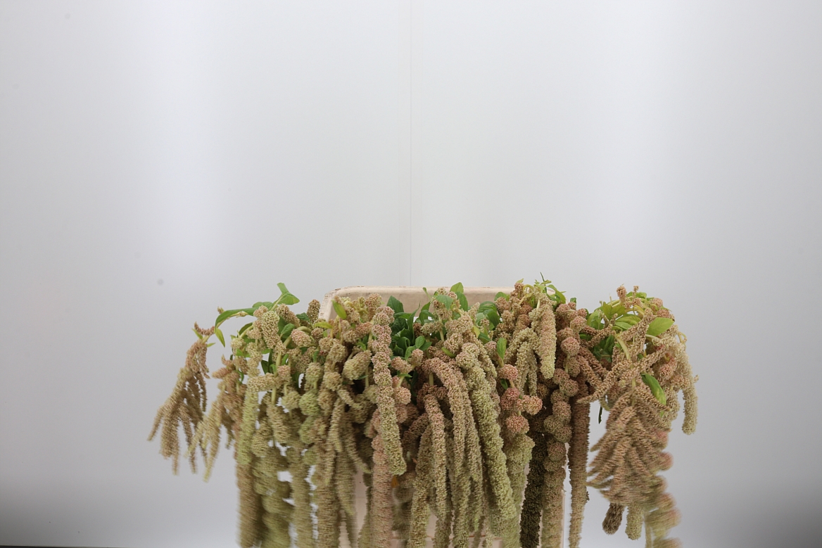 Amaranthus Caudatus Cycloop 90cm