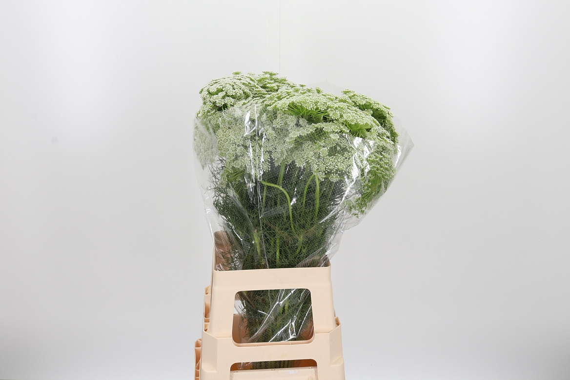 Ammi Visnaga 70cm