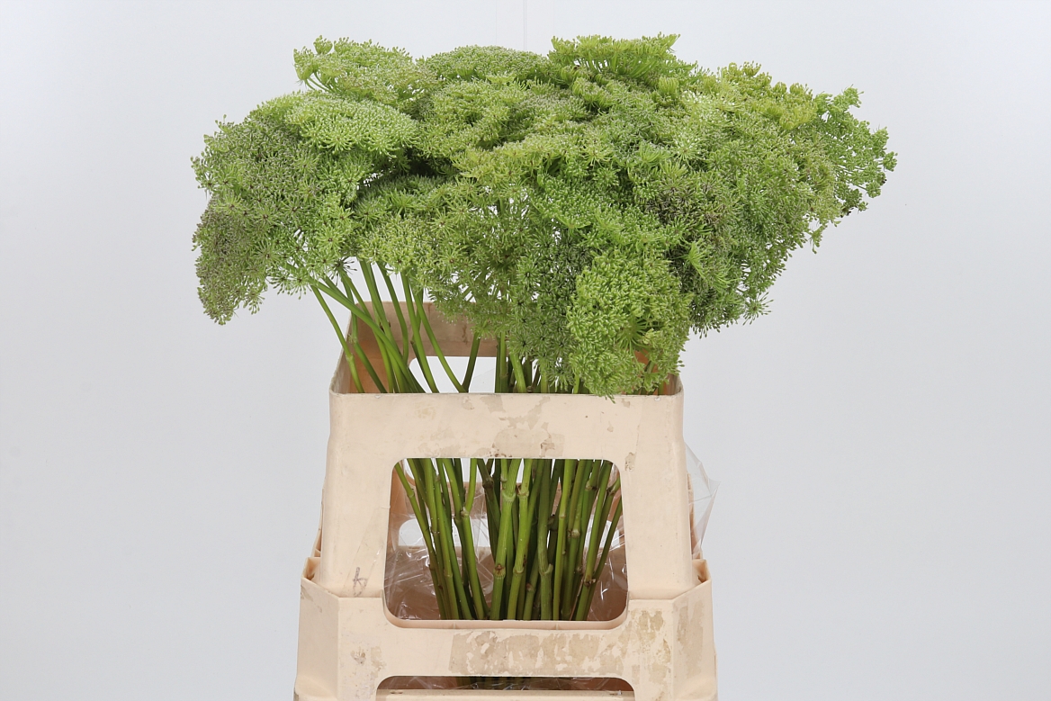 Ammi Visnaga Green Mist 60cm