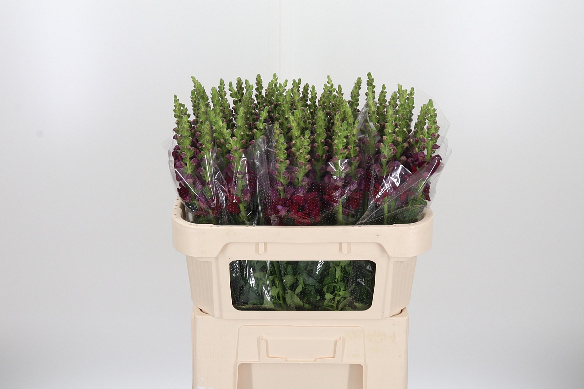 Antirrhinum Avignon Dark Red 70cm